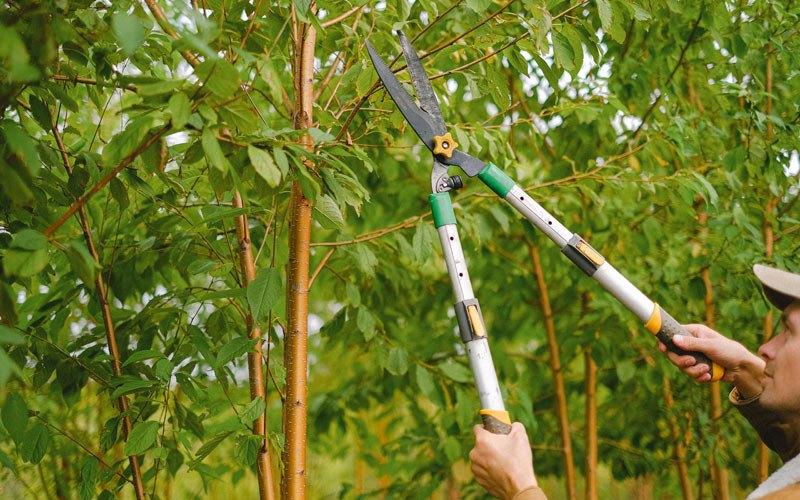 Tree trimming in Rio Rico, AZ